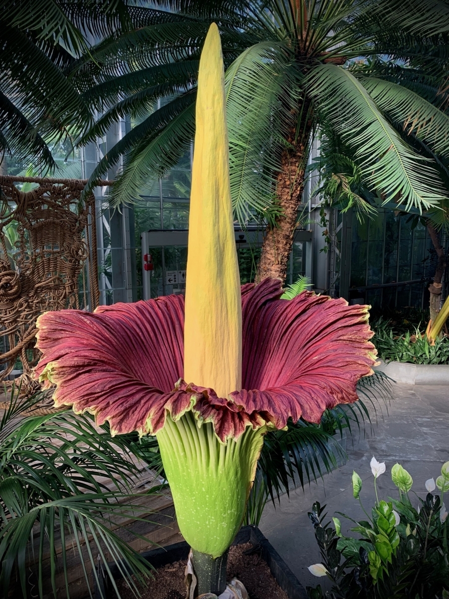 A Corpse Flower in a Botanical Garden