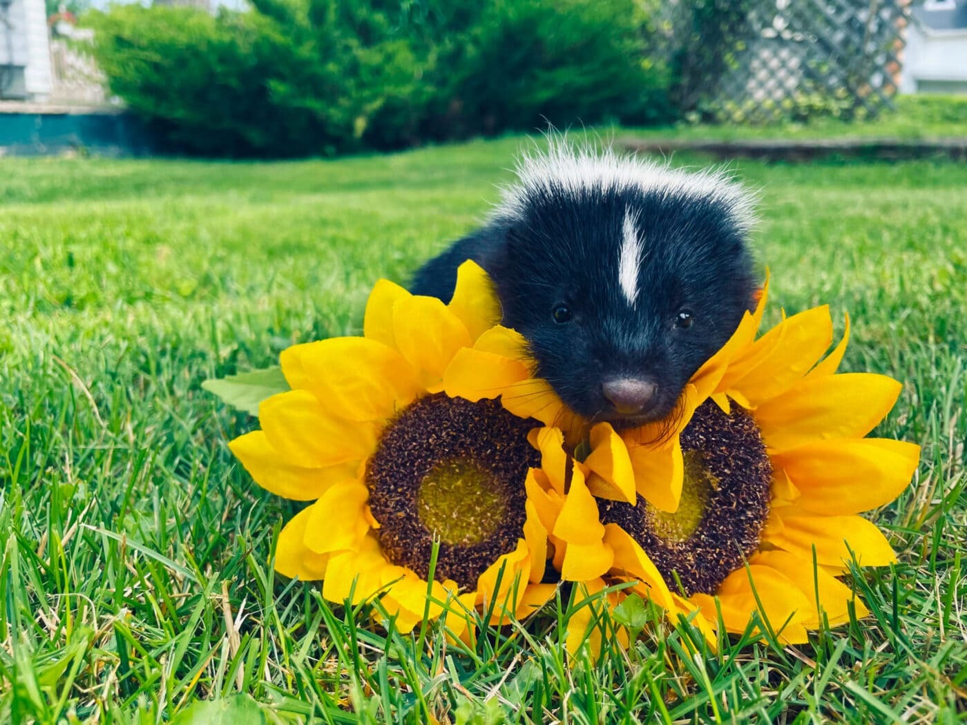 Skunk sitting in a field with its head perched on some Sunflowers